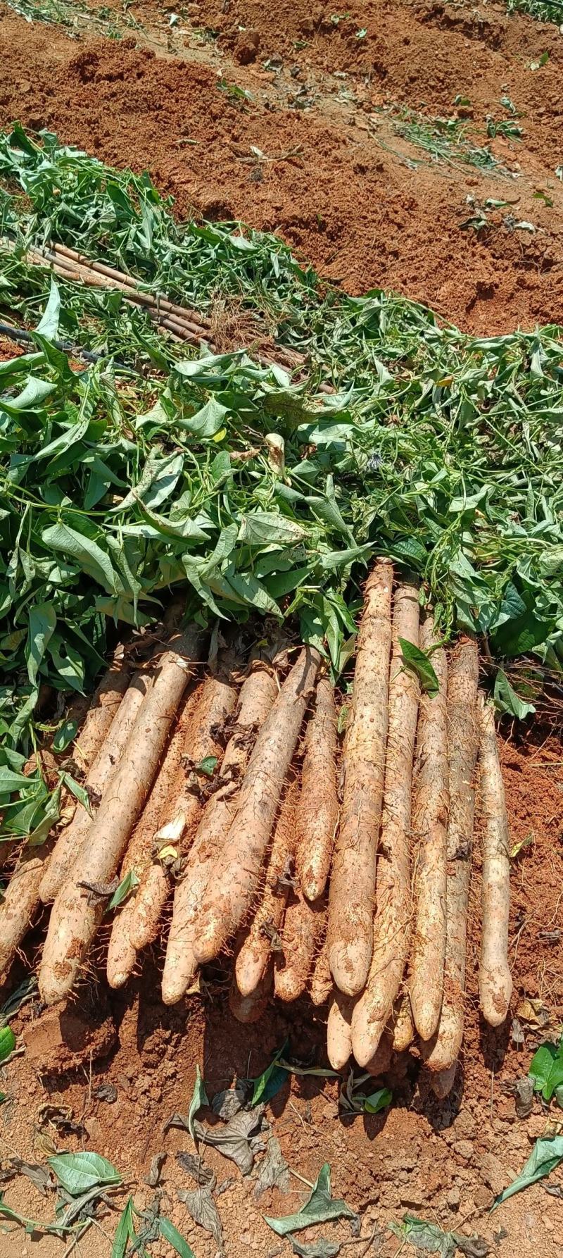 广西山药淮山药黑鬼大量上市种植户一手货源产地批发