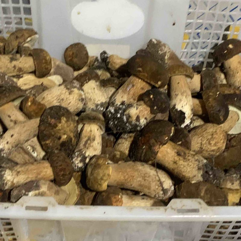 美味牛肝菌，今天是2024年九月十号，美味牛肝精品通货