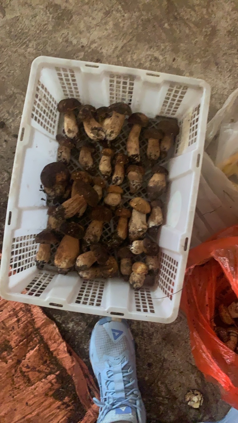 美味牛肝菌，今天是2024年九月十号，美味牛肝精品通货
