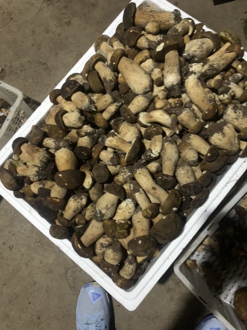 美味牛肝菌，今天是2024年九月十号，美味牛肝精品通货