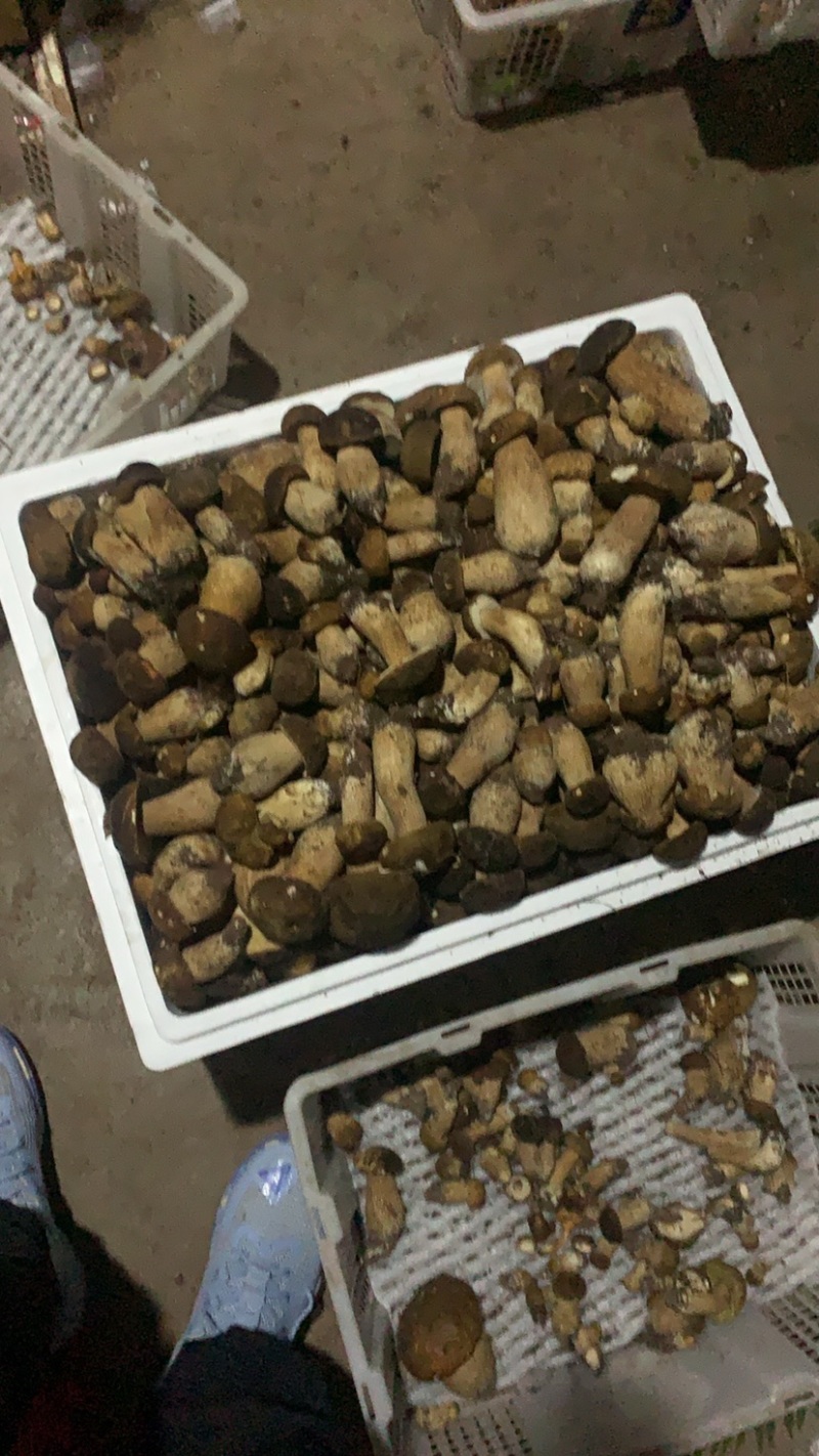 美味牛肝菌，今天是2024年九月十号，美味牛肝精品通货