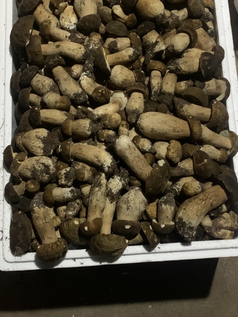 美味牛肝菌，今天是2024年九月十号，美味牛肝精品通货