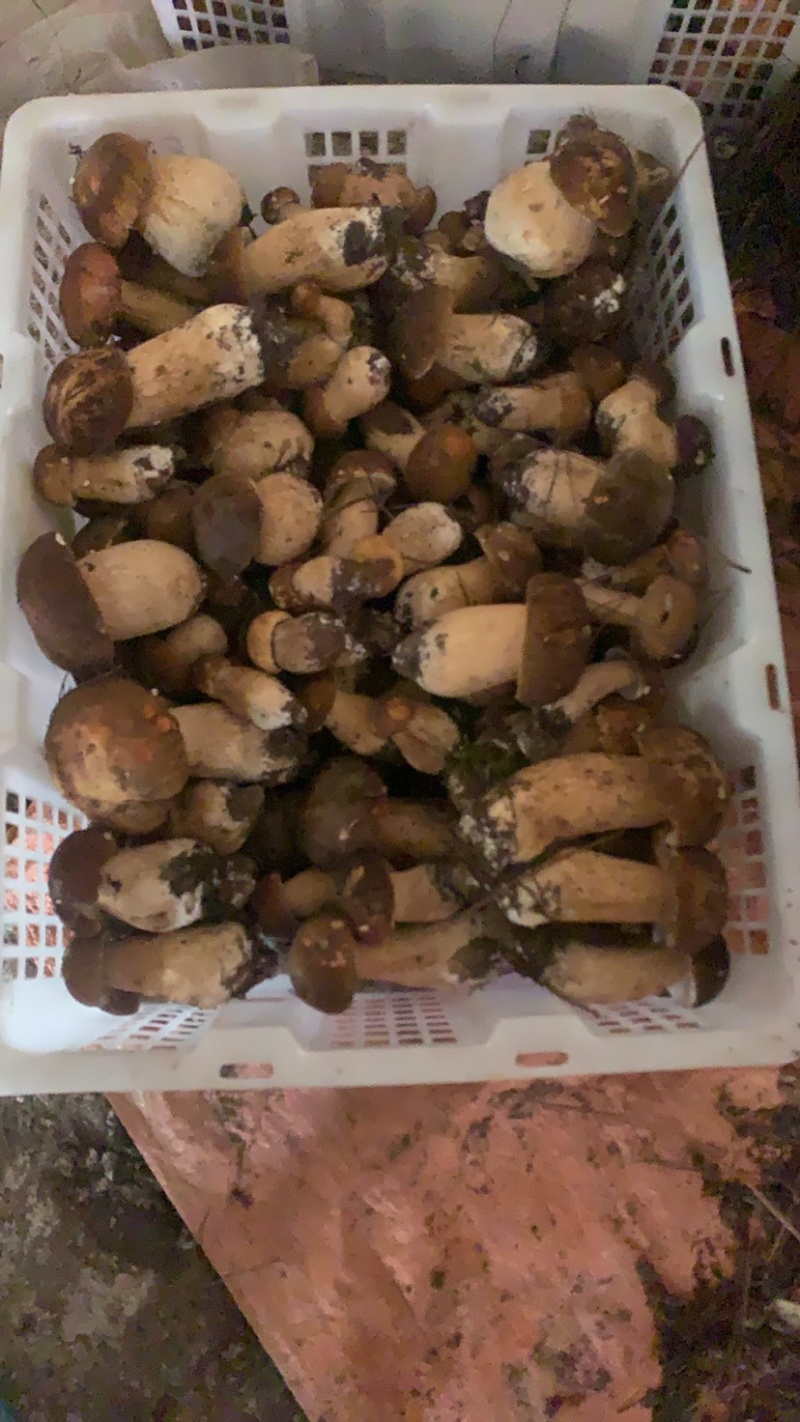 美味牛肝菌，今天是2024年九月十号，美味牛肝精品通货