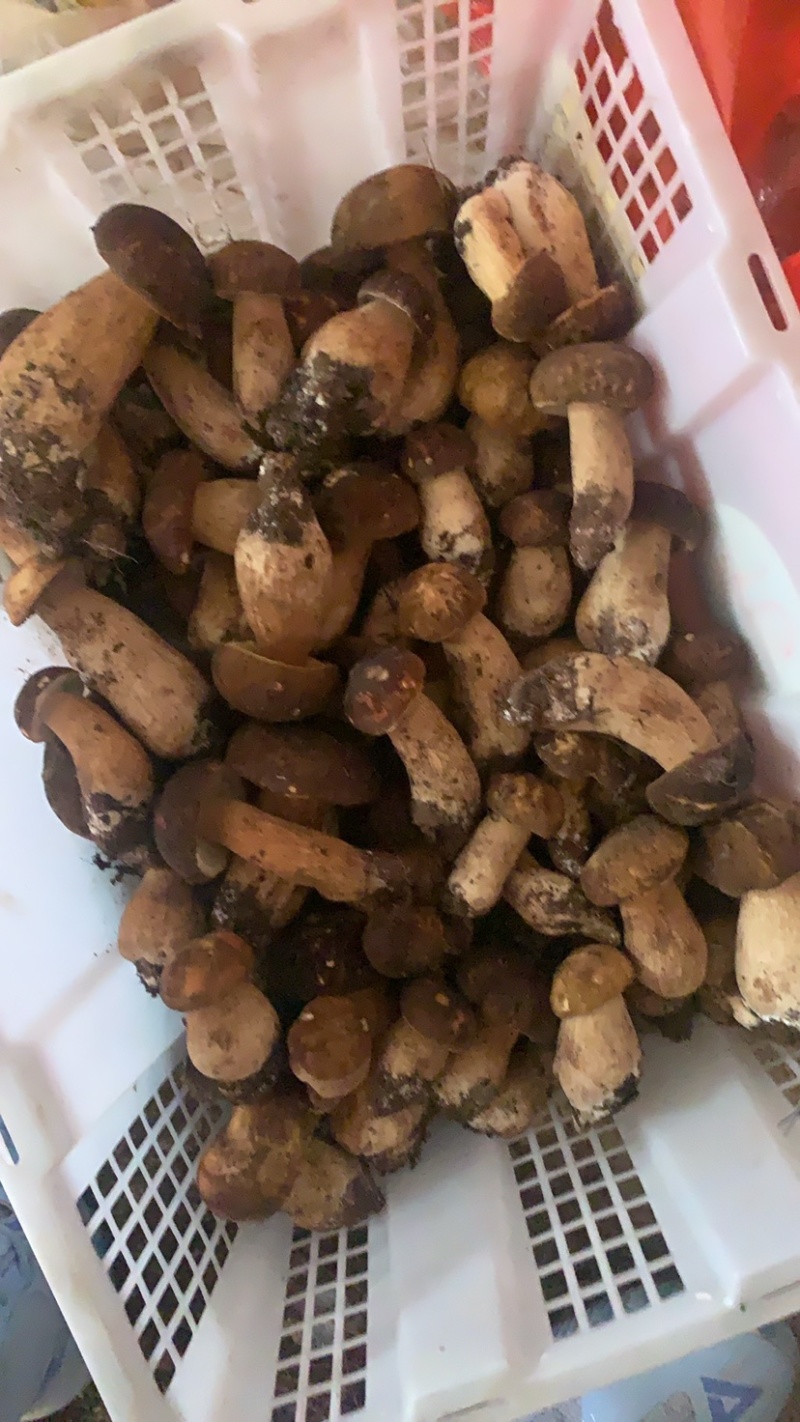 美味牛肝菌，今天是2024年九月十号，美味牛肝精品通货