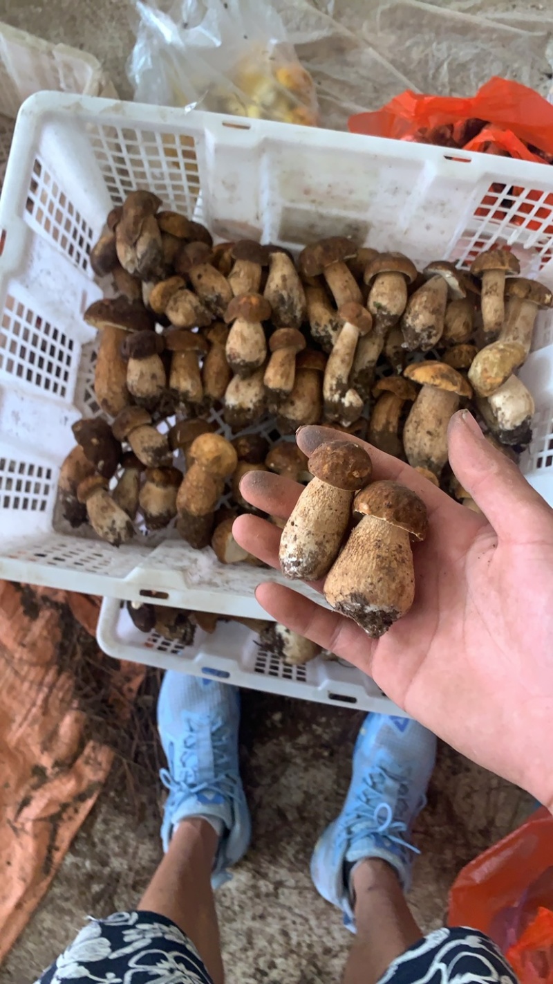 美味牛肝菌，今天是2024年九月十号，美味牛肝精品通货