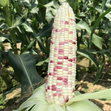密花甜糯12号玉米种子甜加糯彩玉米种子鲜食大棒