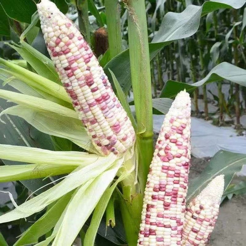 密花甜糯12号玉米种子甜加糯彩玉米种子鲜食大棒