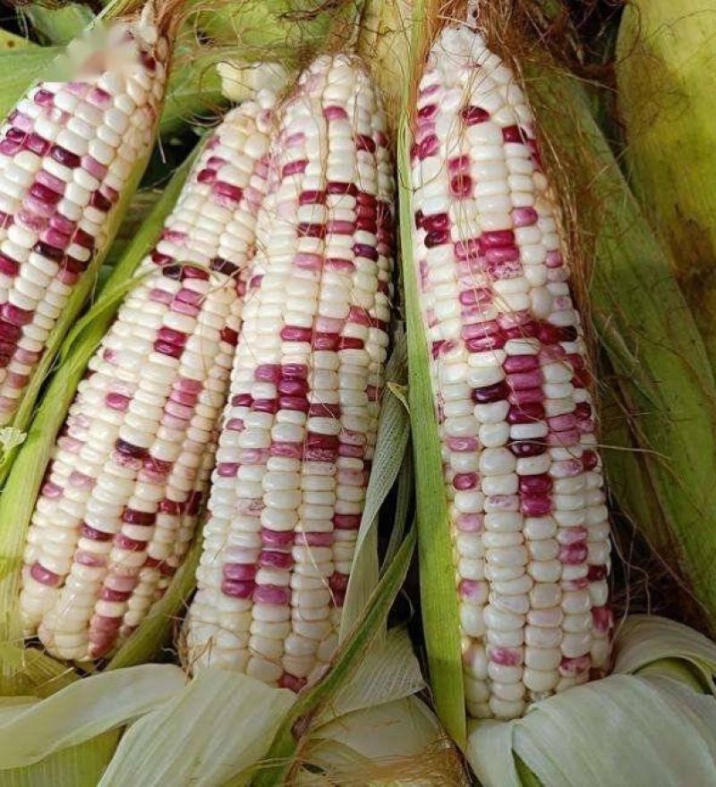 密花甜糯12号玉米种子甜加糯彩玉米种子鲜食大棒