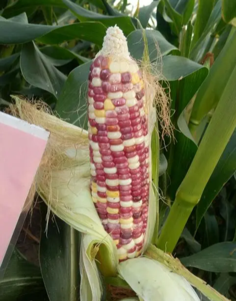密花甜糯12号玉米种子甜加糯彩玉米种子鲜食大棒