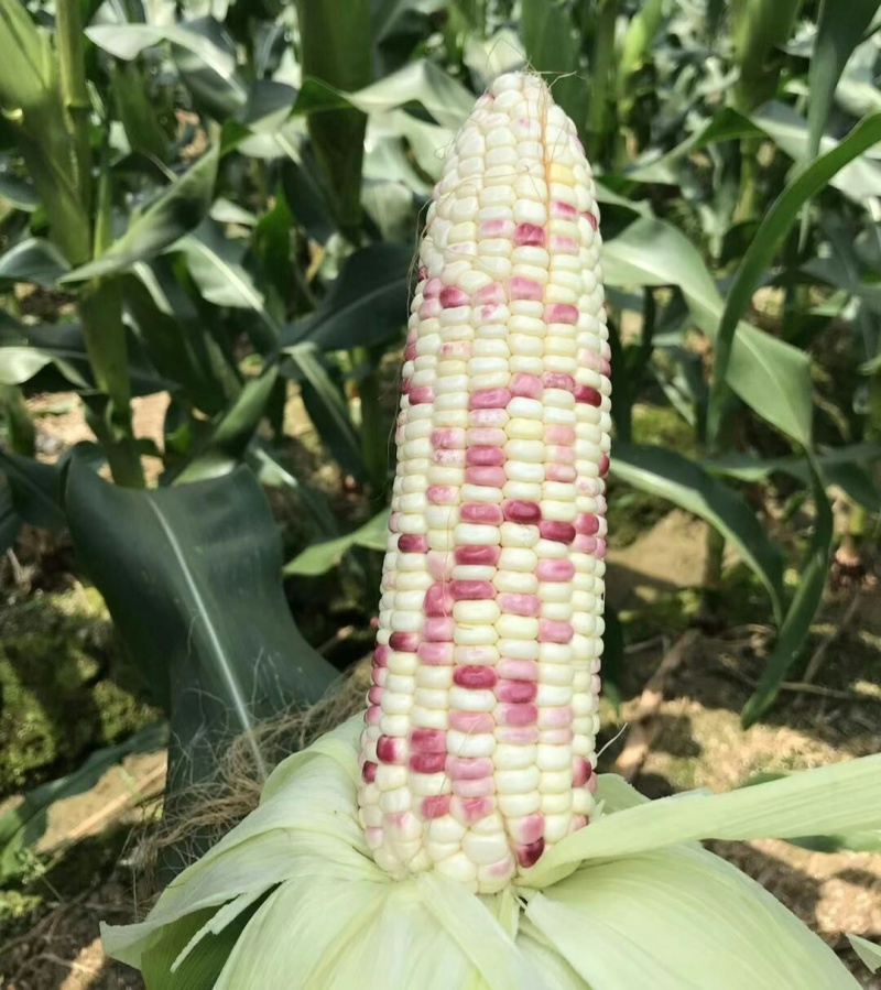 密花甜糯12号玉米种子甜加糯彩玉米种子鲜食大棒