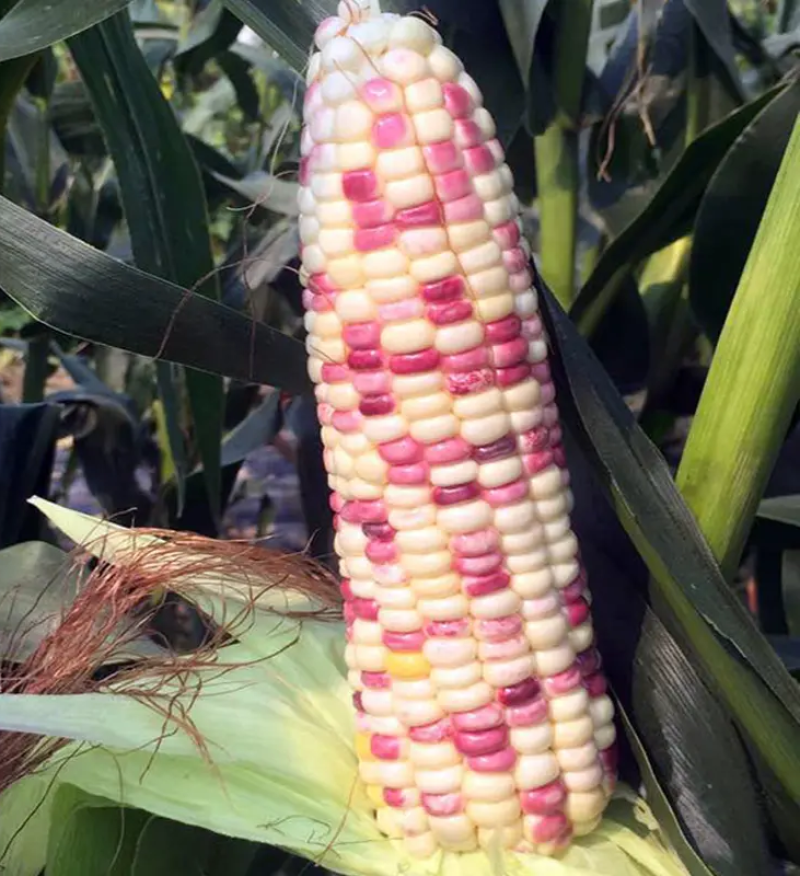 密花甜糯12号玉米种子甜加糯彩玉米种子鲜食大棒