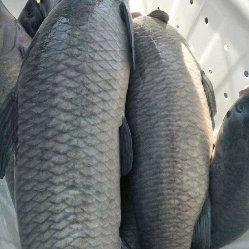青鱼。