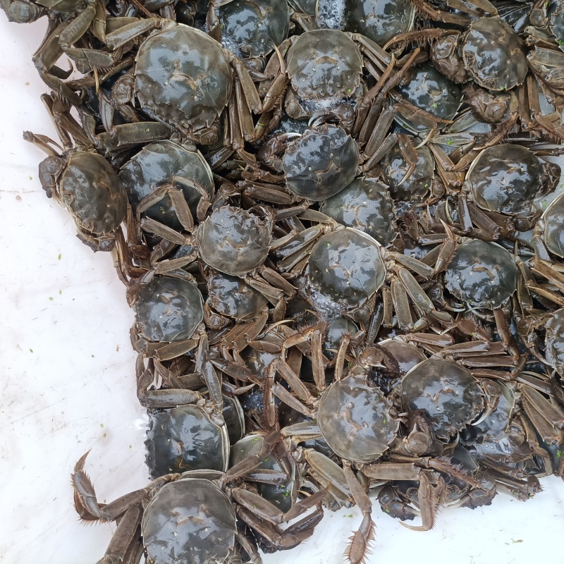 这里是河北唐山丰南区河蟹