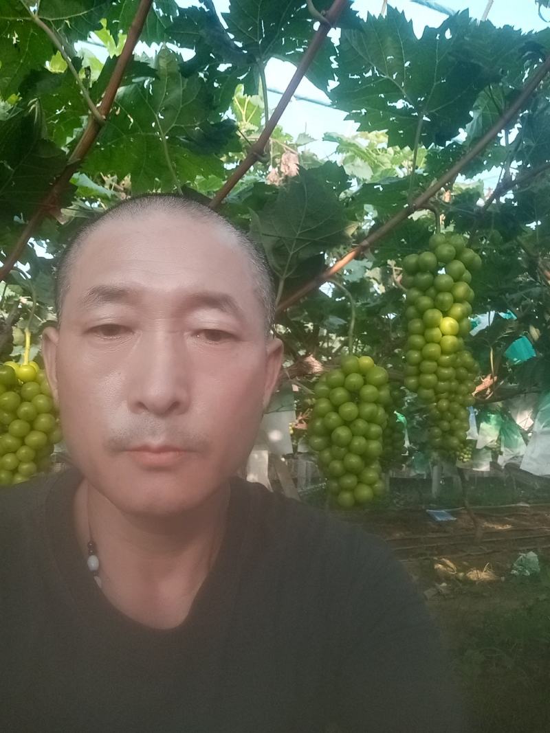 阳光玫瑰一大量上市，口感很好很甜有要的联系