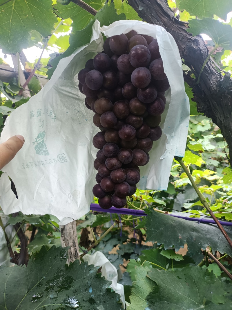 辽宁巨峰葡萄，阳光玫瑰，大量上市，价格合理，保质保量，