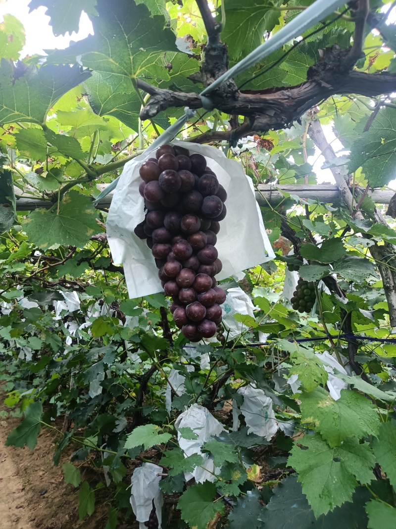 辽宁巨峰葡萄，阳光玫瑰，大量上市，价格合理，保质保量，