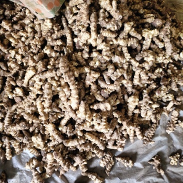 洋姜