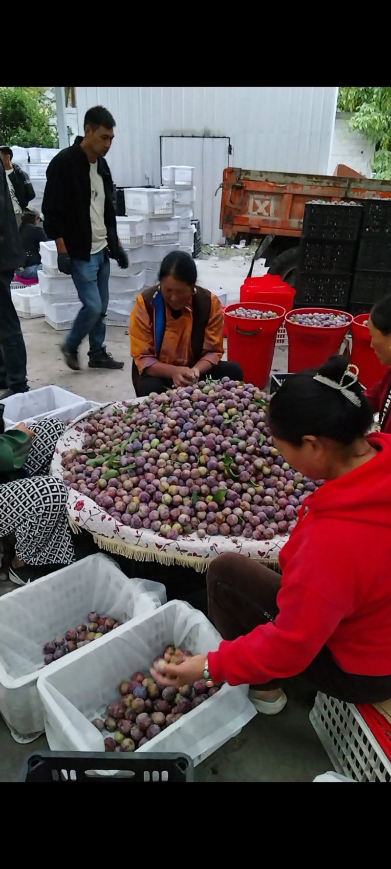 小脆红