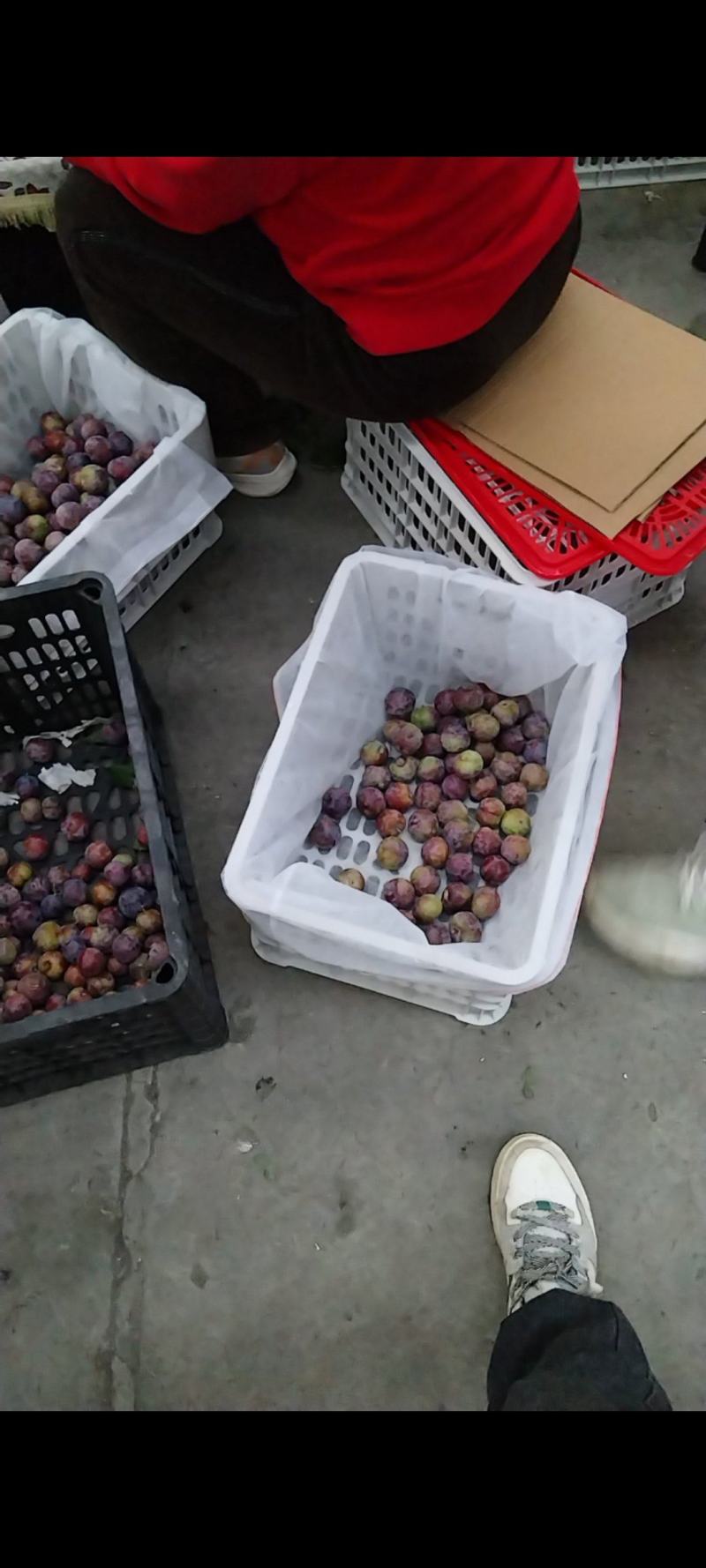 小脆红