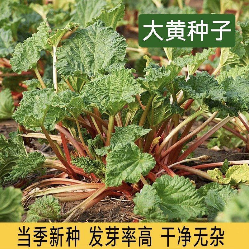 大黄种子药材种子纯新大黄种籽马蹄大黄种子掌叶大黄种子