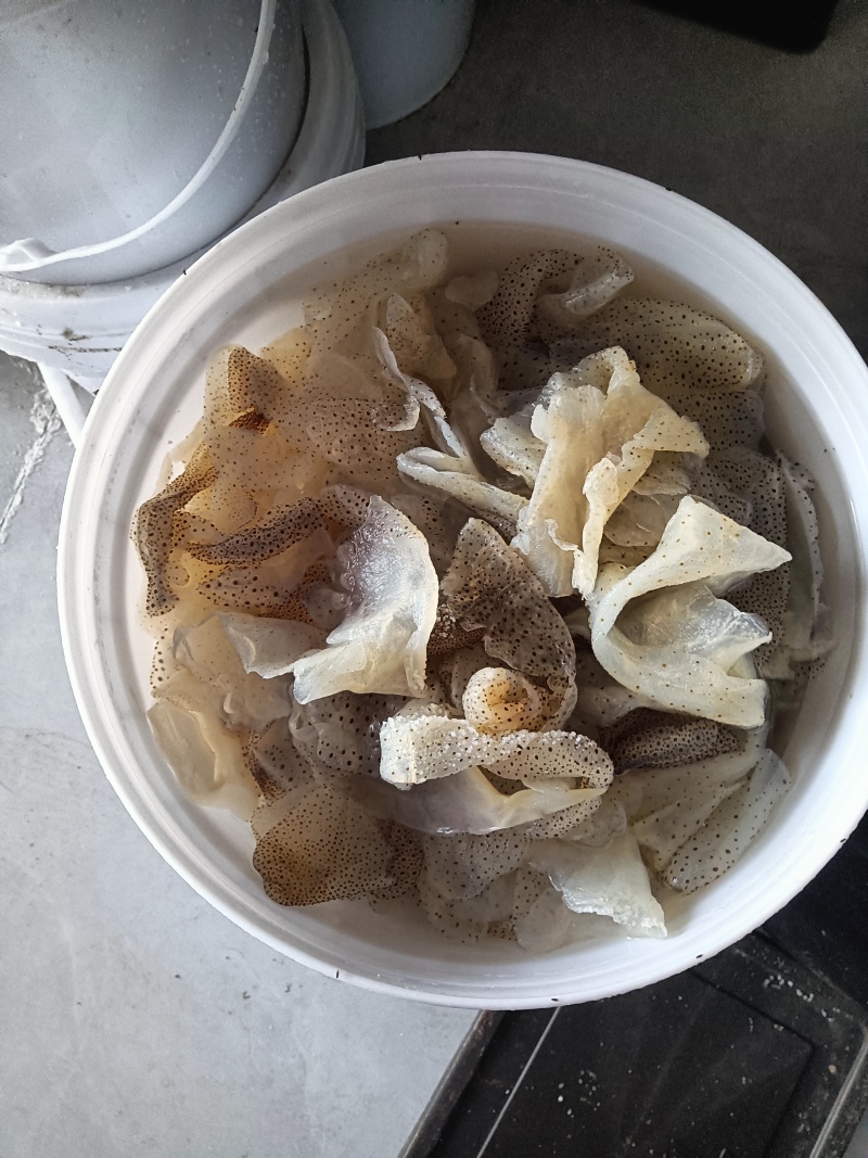 珊瑚皮