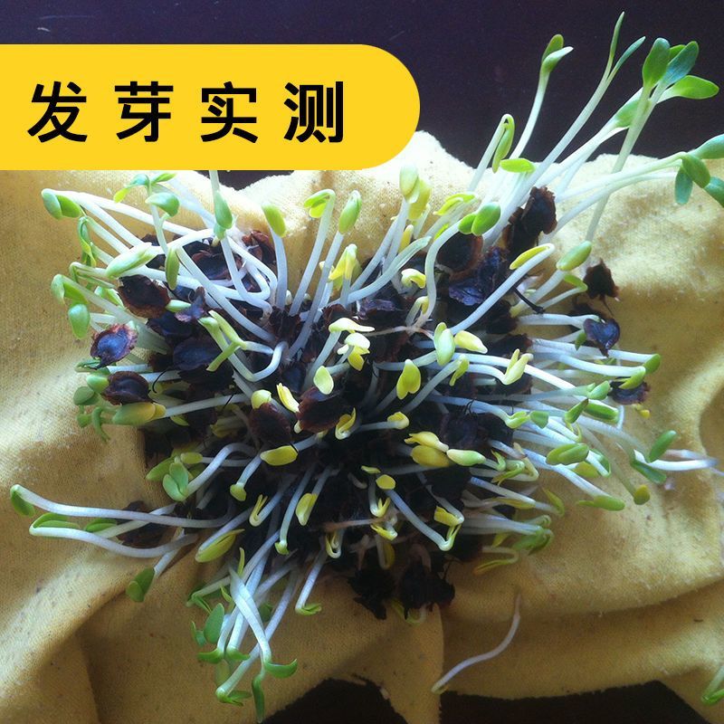 大黄种子药材种子纯新大黄种籽马蹄大黄种子掌叶大黄种子