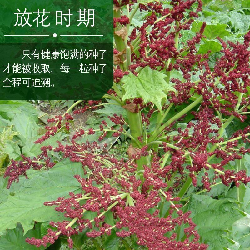 大黄种子药材种子纯新大黄种籽马蹄大黄种子掌叶大黄种子