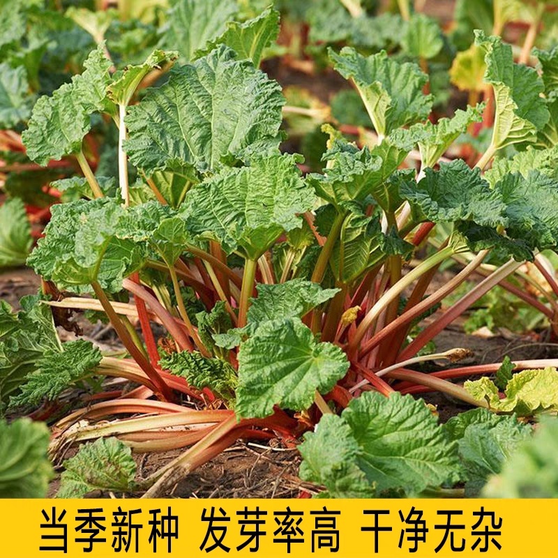 大黄种子药材种子纯新大黄种籽马蹄大黄种子掌叶大黄种子
