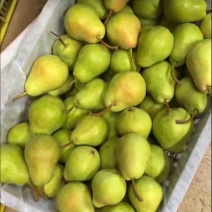 甘肃香蕉梨太婆梨
