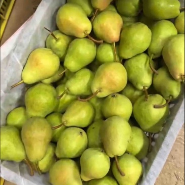 甘肃香蕉梨太婆梨