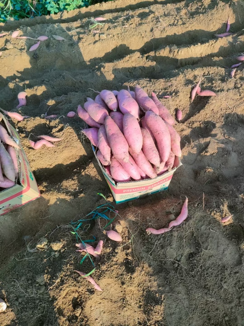 苏渝303《原产地精品红薯》货源充足量大从优