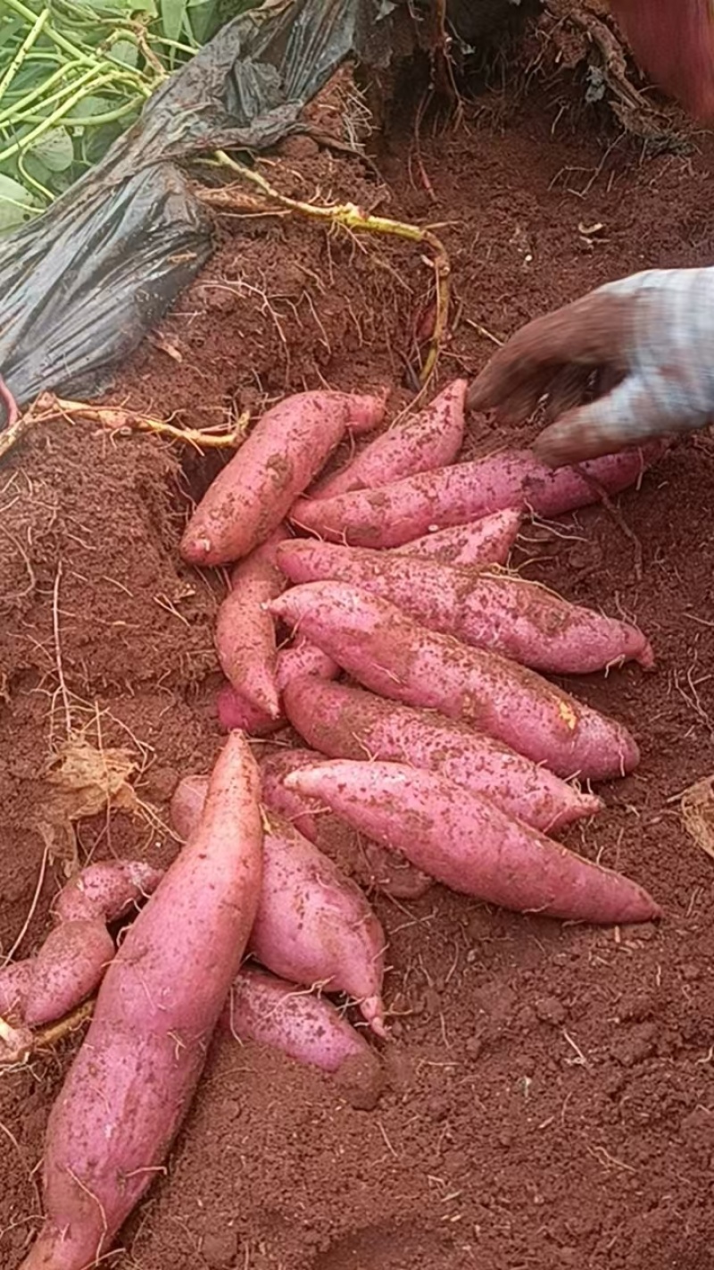 西瓜红大量有货！