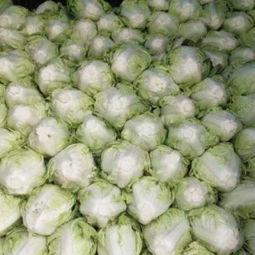 精品夏阳白菜