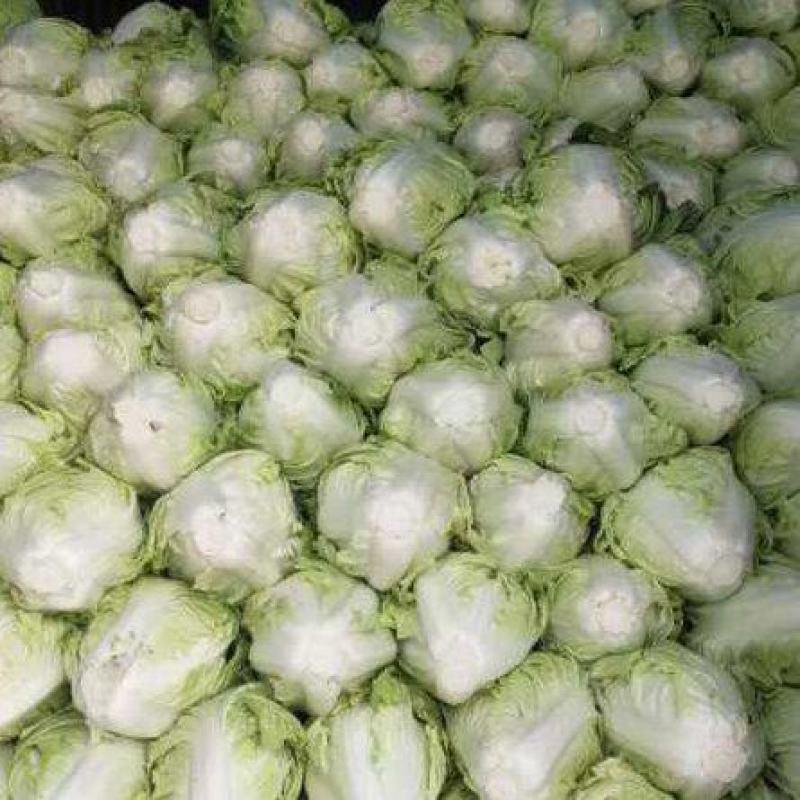 精品夏阳白菜