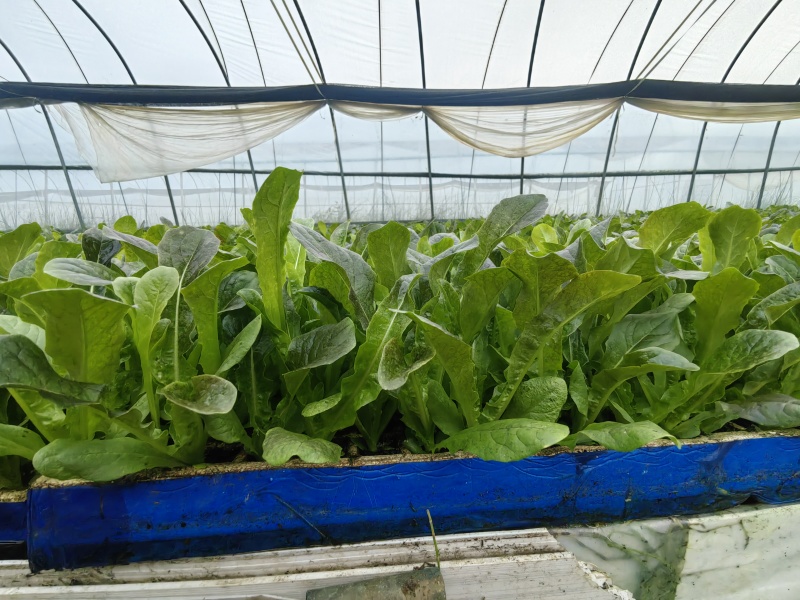 莴笋苗提供技术指导保证品质欢迎订购