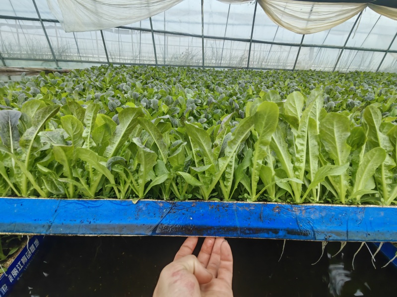 莴笋苗提供技术指导保证品质欢迎订购