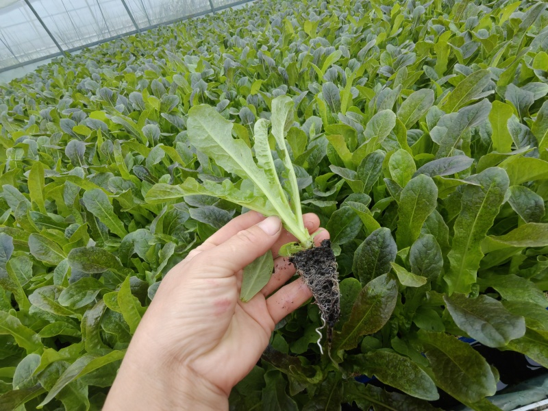 莴笋苗提供技术指导保证品质欢迎订购