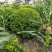 金禾女贞球冠幅:1.2m、1.5m、1.8m量大，价优。