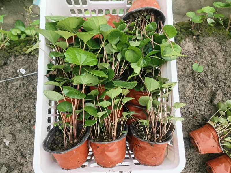 观花植物大叶吴风草大杯、120杯价优，欢迎订购。