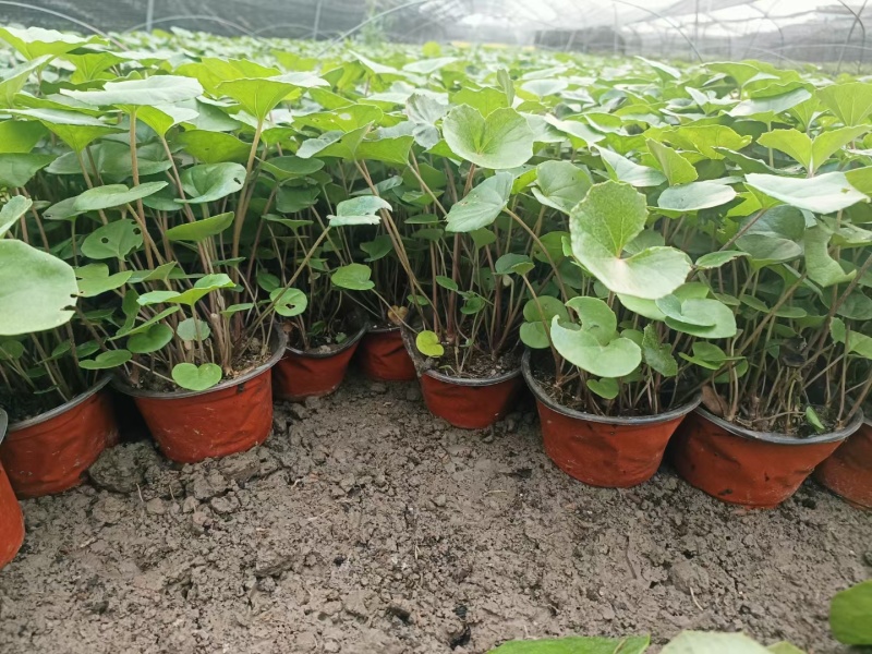 观花植物大叶吴风草大杯、120杯价优，欢迎订购。