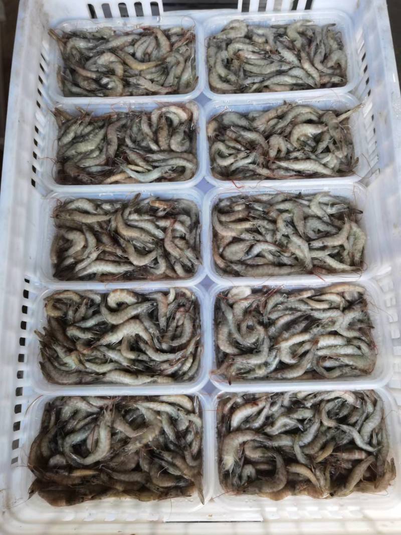 虾/小虾/小明虾/自家养殖直供/自助餐、火锅，酒店，餐厅适用