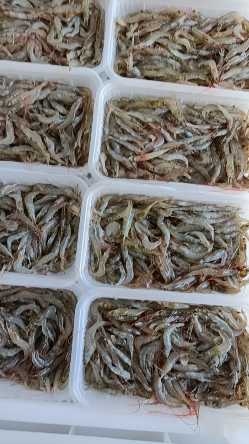 虾/小虾/小明虾/自家养殖直供/自助餐、火锅，酒店，餐厅适用