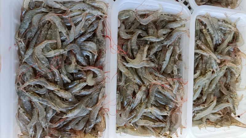虾/小虾/小明虾/自家养殖直供/自助餐、火锅，酒店，餐厅适用