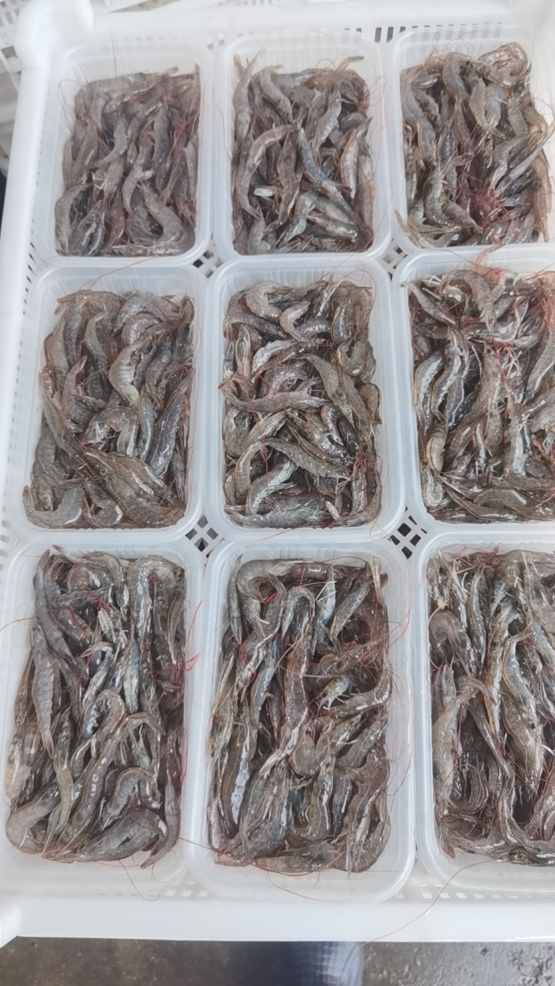 虾/小虾/小明虾/自家养殖直供/自助餐、火锅，酒店，餐厅适用