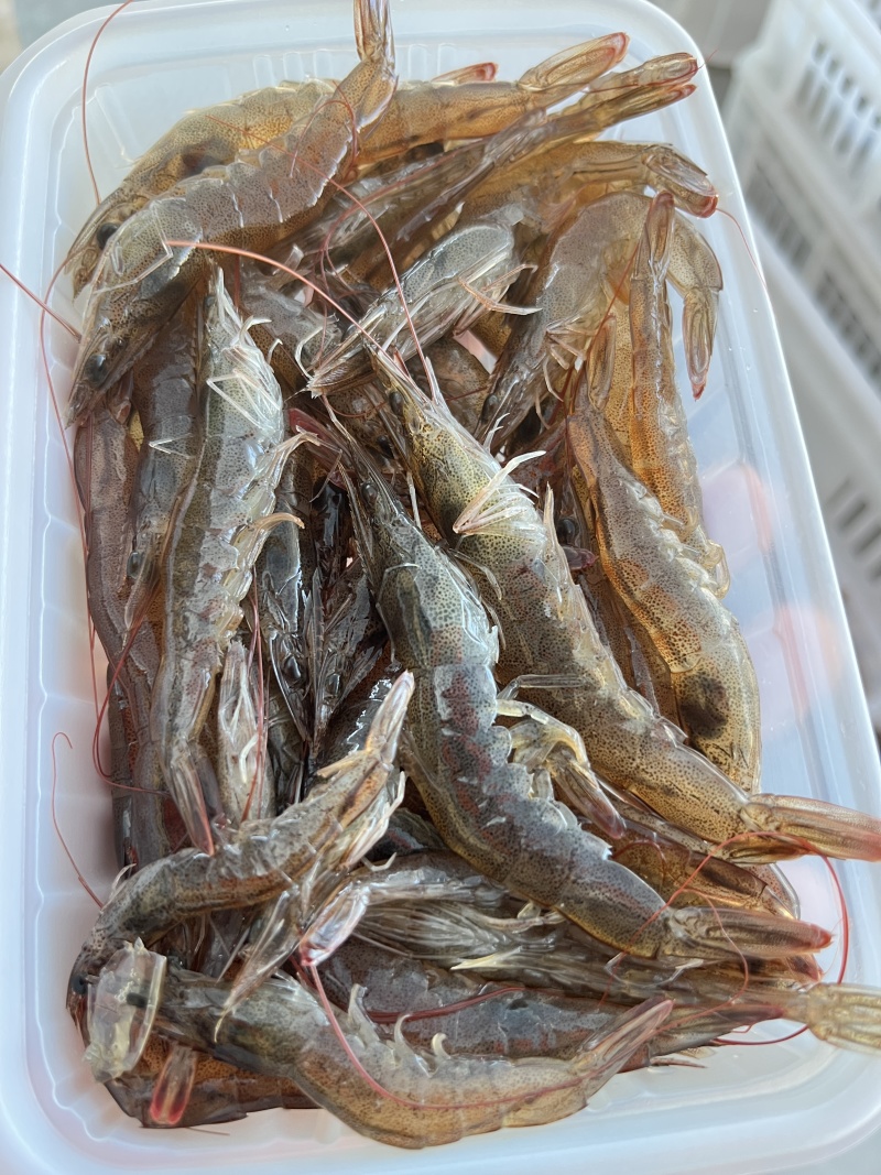 虾/小虾/小明虾/自家养殖直供/自助餐、火锅，酒店，餐厅适用