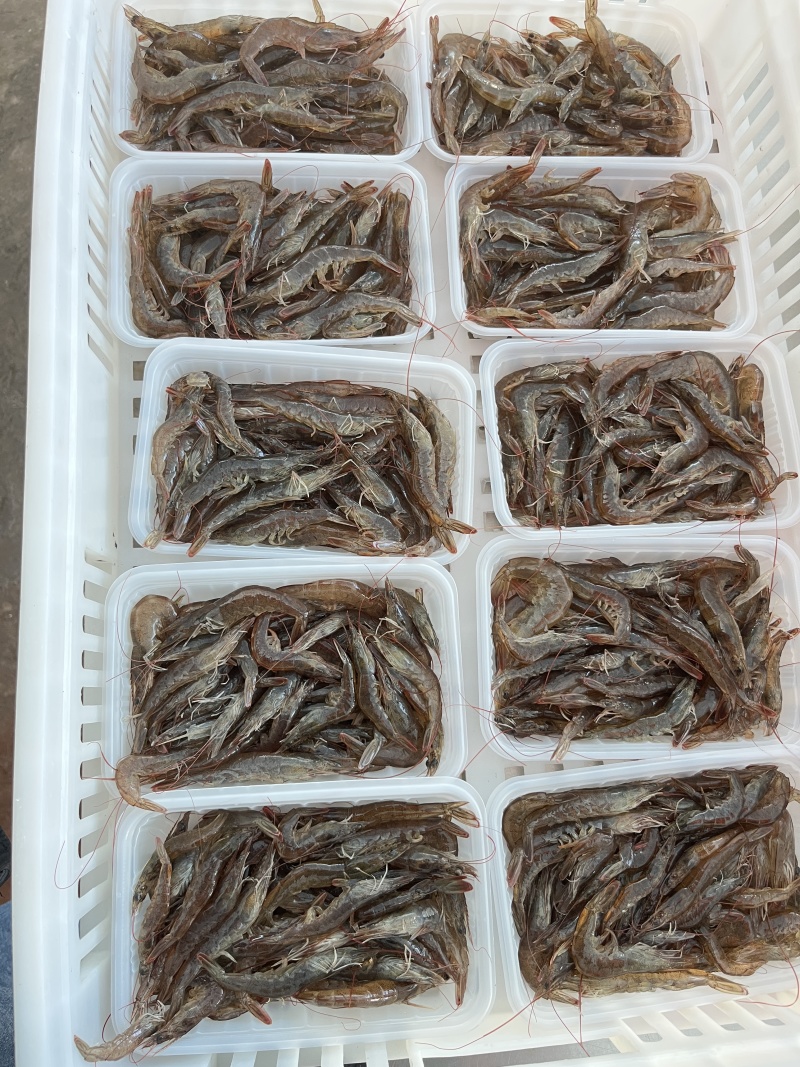 虾/小虾/小明虾/自家养殖直供/自助餐、火锅，酒店，餐厅适用
