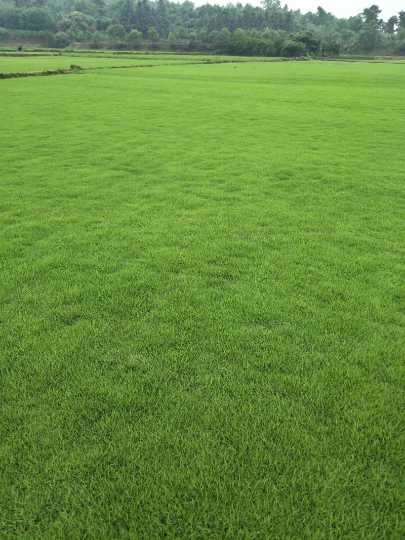 广东草坪基地#马尼拉#大叶草#四季春#草坪基地，汕尾市草