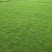广东草坪基地#马尼拉#大叶草#四季春#草坪基地，汕尾市草