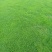 广东草坪基地#马尼拉#大叶草#四季春#草坪基地，汕尾市草