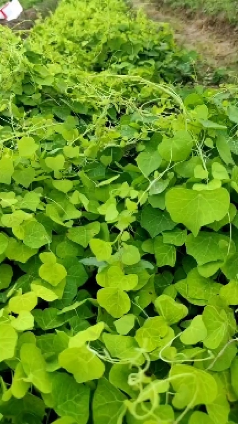 【粉防己苗】货量大包成活种植简单易管理汇报周期短提供技术指导